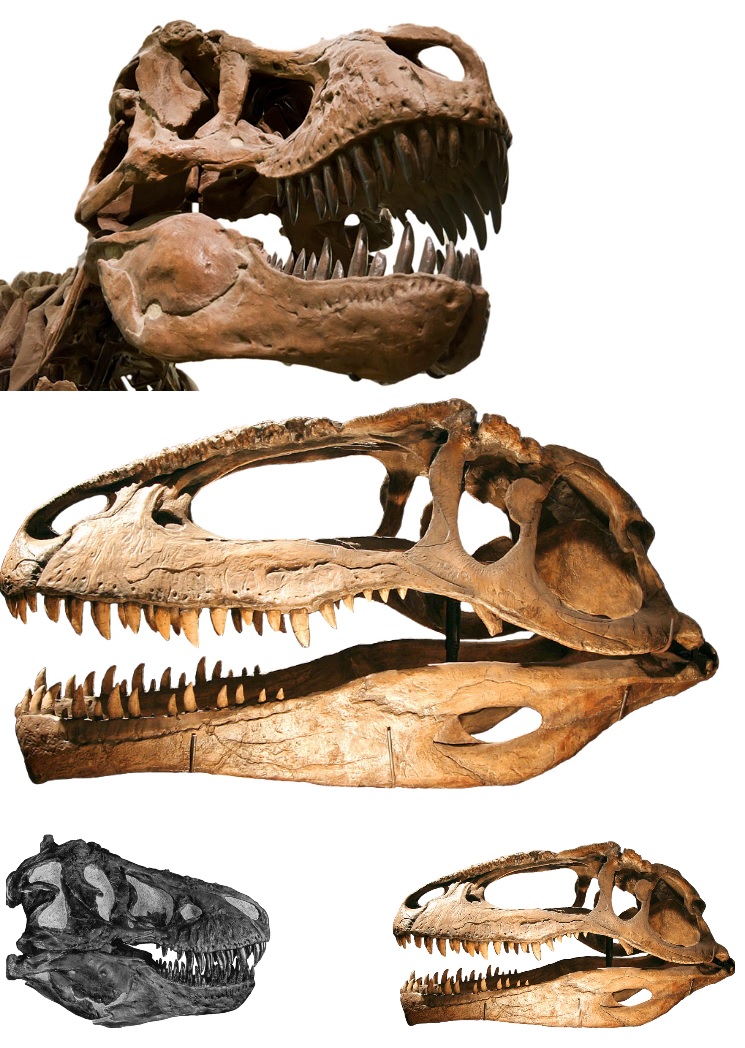 Гигантозавр против. Giganotosaurus carolinii. Тираннозавр и гигантозавр. Гиганотозавр череп. Гигантозавр и рекс.