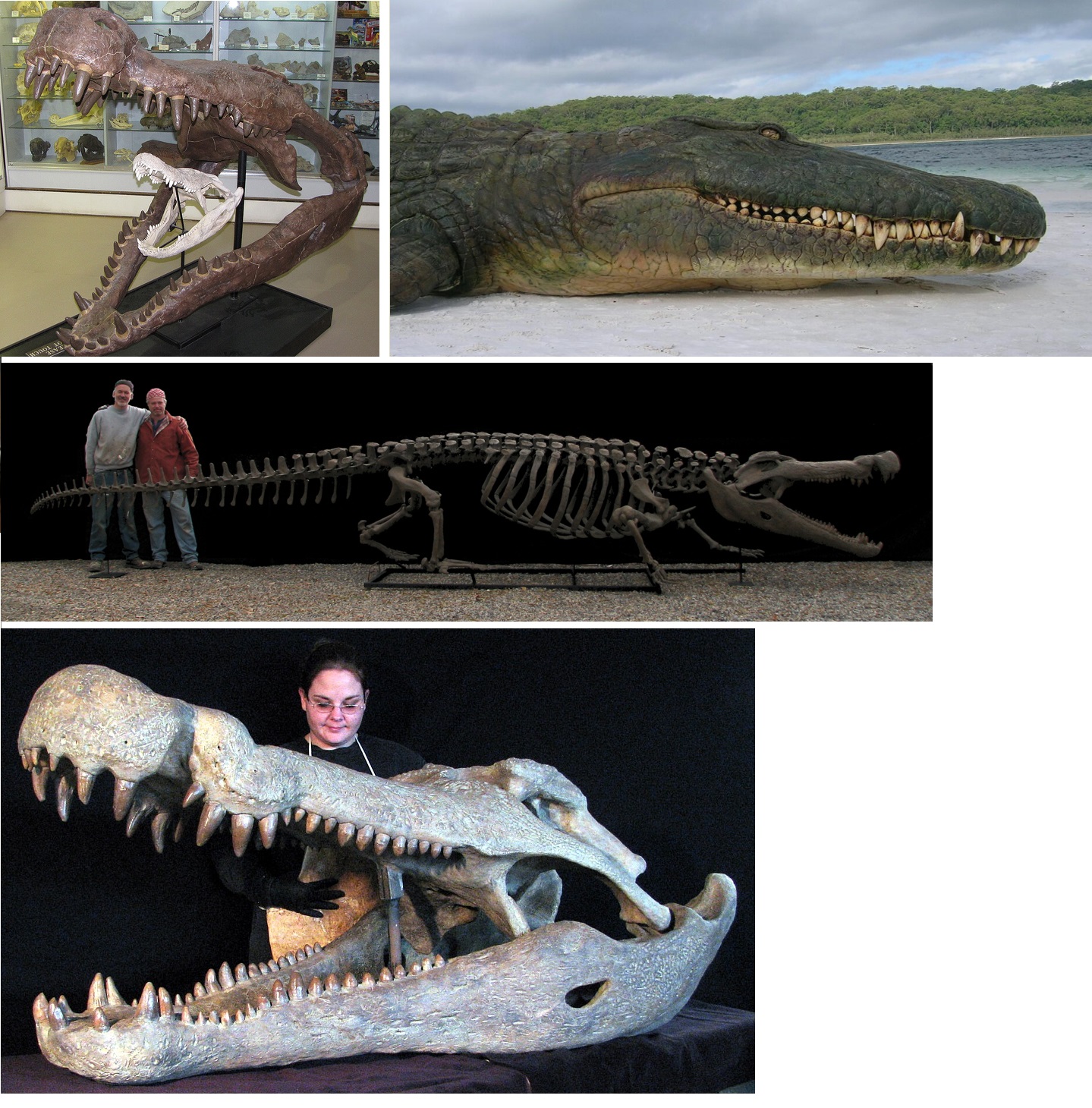 Deinosuchus – dinosaurs killer